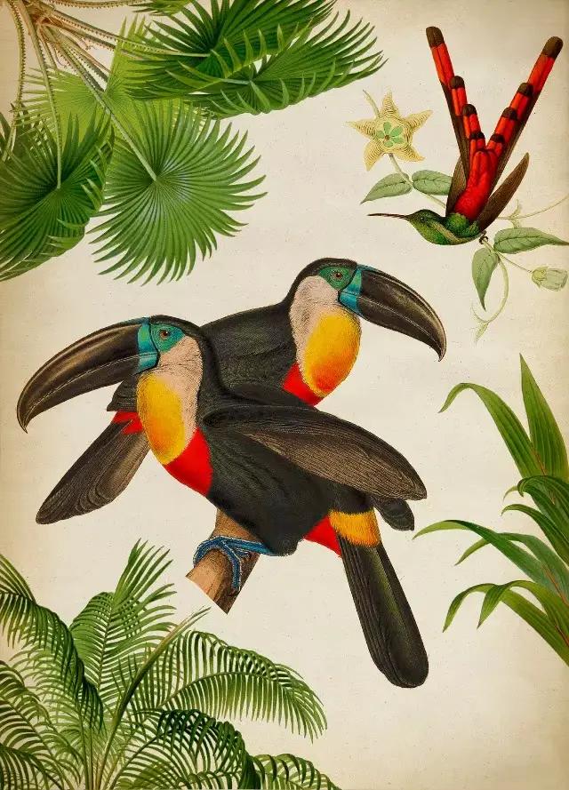Peinture sur toile avec impression de faune et de flore tropicales, perroquet, toucan, palmier, art 