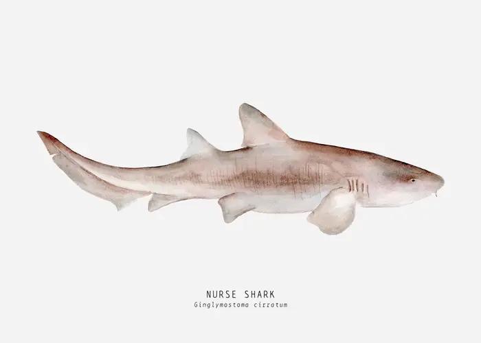 Affiches de requins modernes, aquarelle, imprimés d'art fins, peinture sur toile, images d'art mural