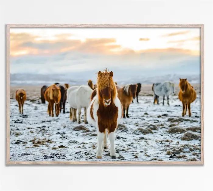 Art moderne Animal prairie cheval noir et blanc photo maison chambre décoration toile peinture Cuadr
