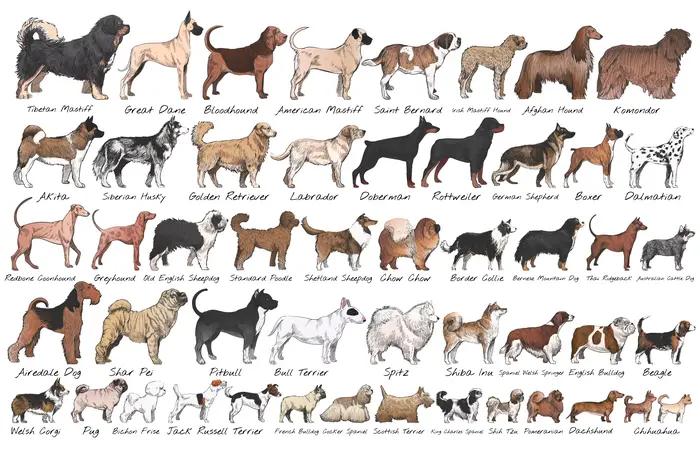 Peinture et impressions sur toile sans cadre avec illustration de étudiés de chiens, affiche HD clas