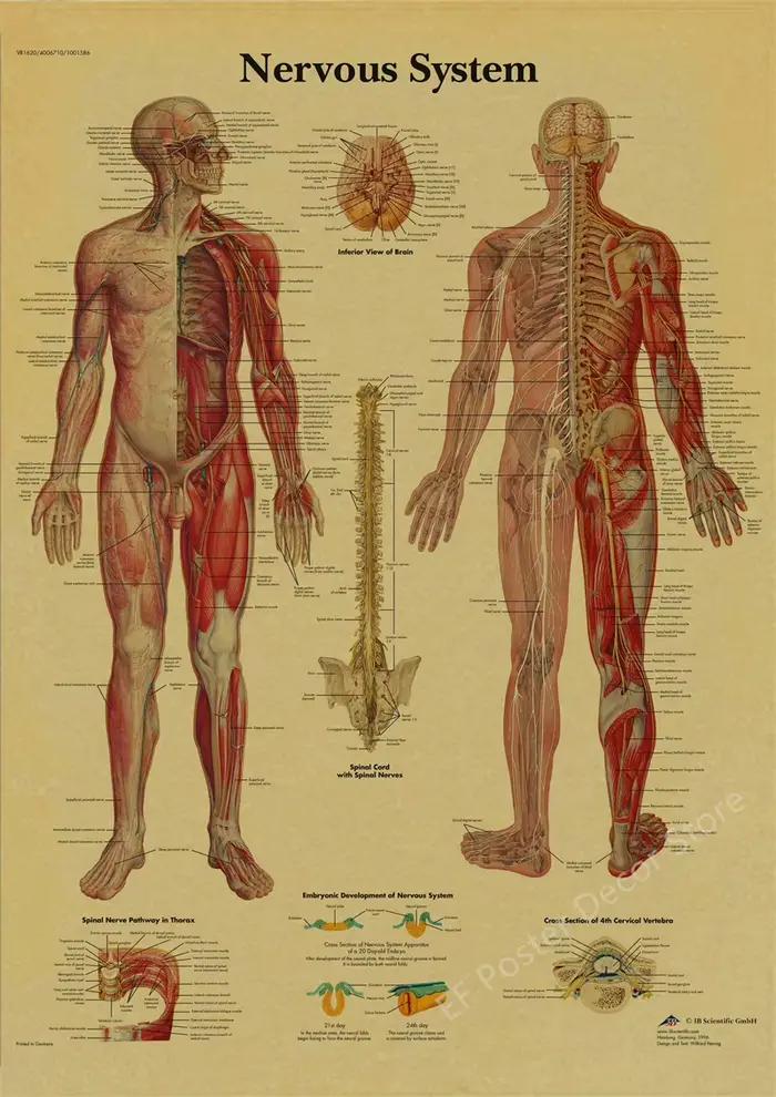 Affiche d'Anatomie et de Physiologie, Imprimés de la Structure du Corps, Impressions Nocturnes, Cham