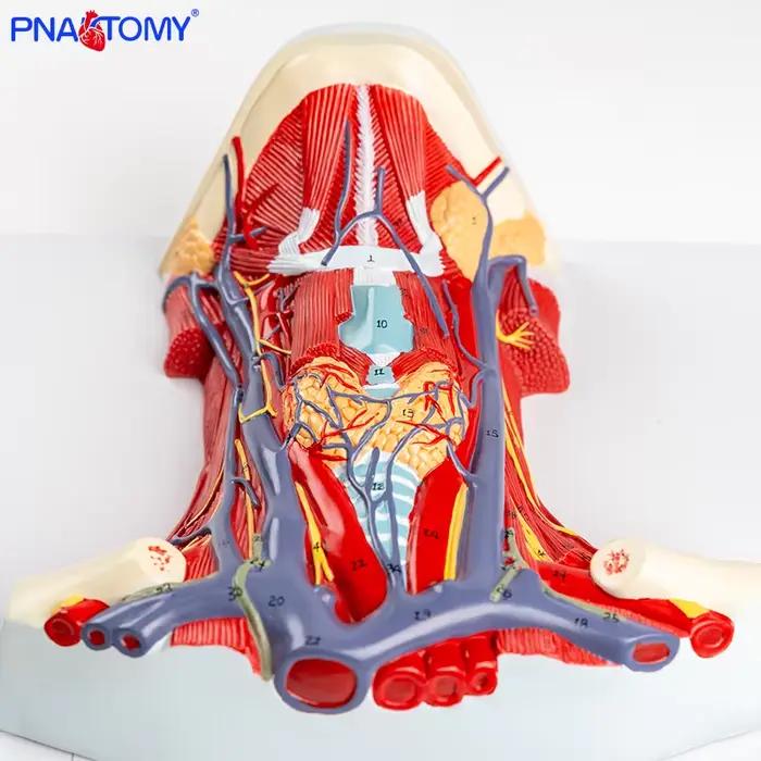 Anatomie complète du cou : modèle médical détaillé avec les muscles, les vaisseaux sanguins, les ner