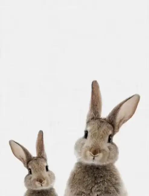 Affiche familiale personnalisée avec impression de lapin, queue de lapin, peinture sur toile d'art m