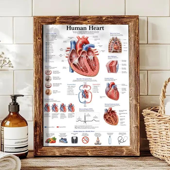 Anatomie de l'œil humain, système musculaire, peinture, calligraphie, images, décoration murale inté