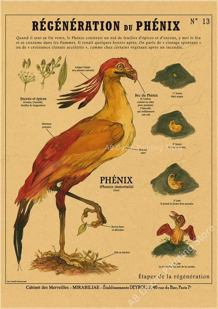 Affiche d'anatomie de sirène