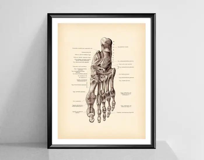 Affiches d'art d'anatomie Vintage imprimées de pied humain