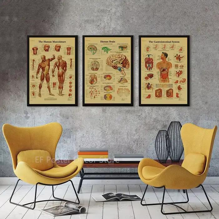 Affiche d'Anatomie et de Physiologie