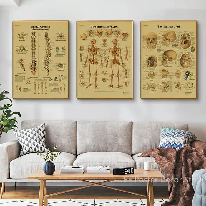 Affiche d'Anatomie et de Physiologie