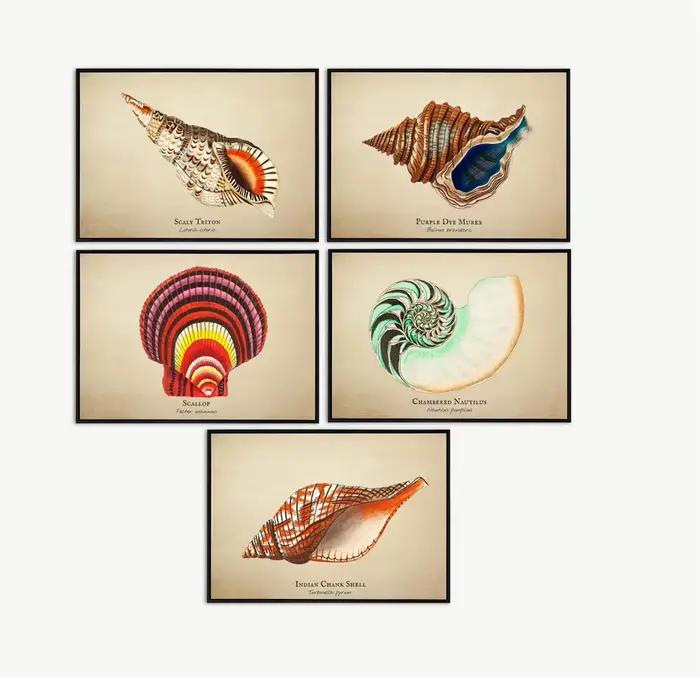 Images Vintage poissons tropicaux méduses coquilles vie Marine Art abstrait peintures sur toile
