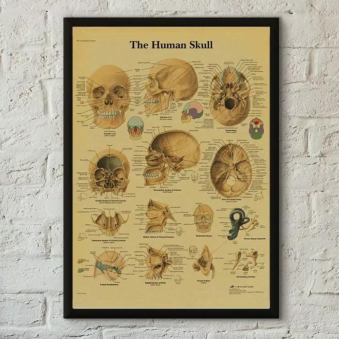 Affiche d'Anatomie et de Physiologie