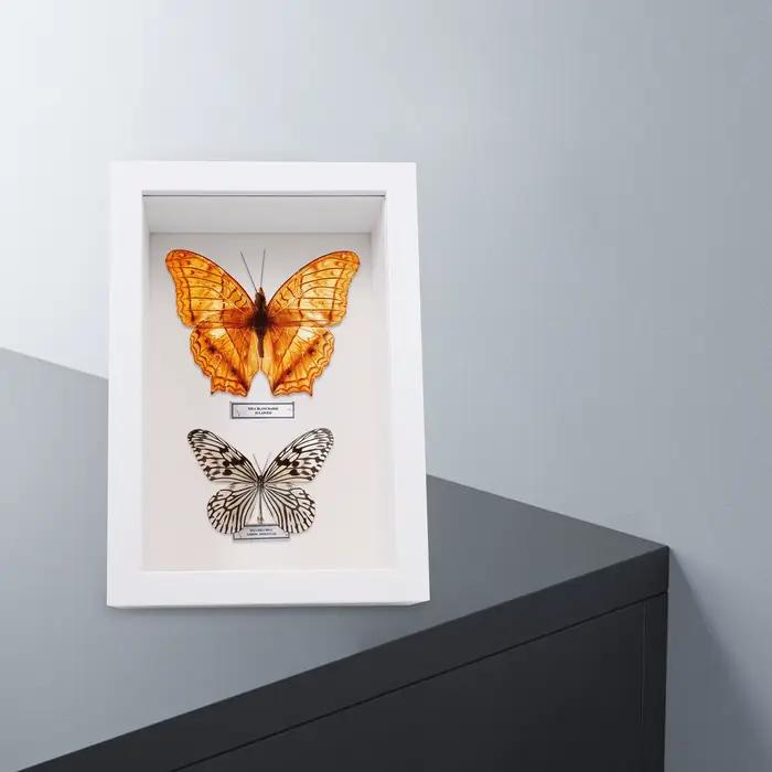 Cadre de boîte à ombre en bois avec fenêtre en verre