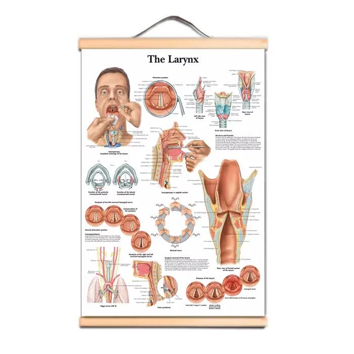 Affiches et impressions sur le larynx