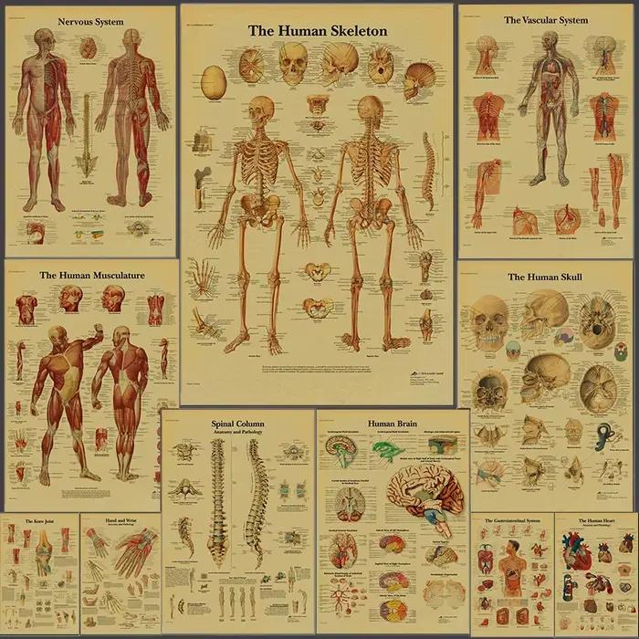 Affiche d'Anatomie et de Physiologie