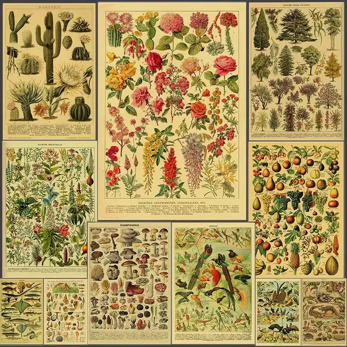 Affiche d'illustration botanique Antique