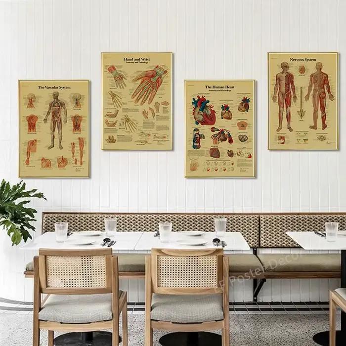 Affiche d'Anatomie et de Physiologie