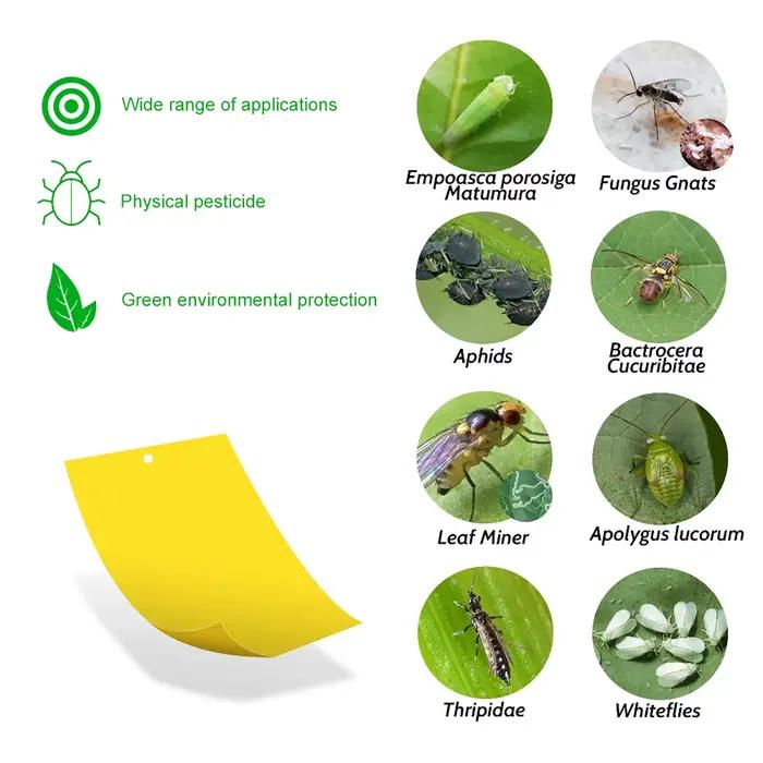 Lot de 20 à 200 Pièces d'Autocollants pour l'Extérieur, Piège à Mouches, Double Face, pour Plantes, Moustiques