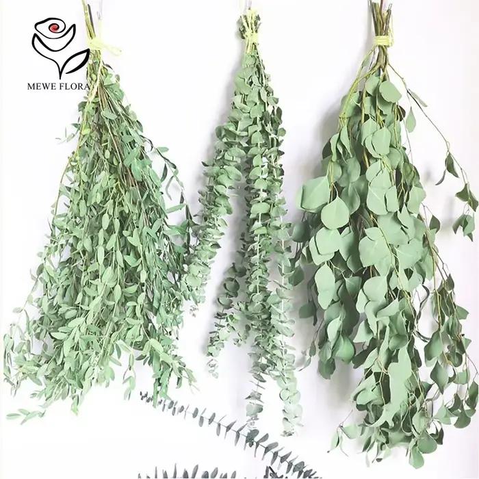 Feuilles d'eucalyptus conservées