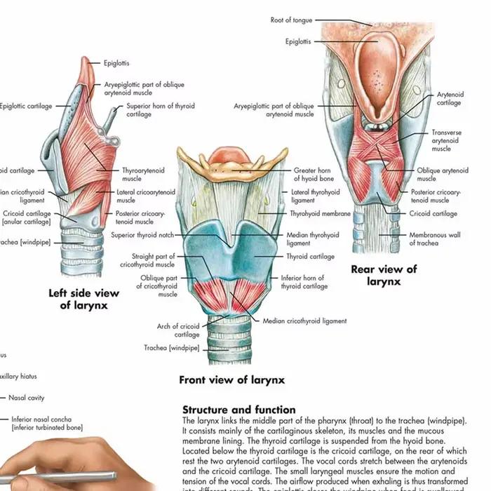Affiches et impressions sur le larynx