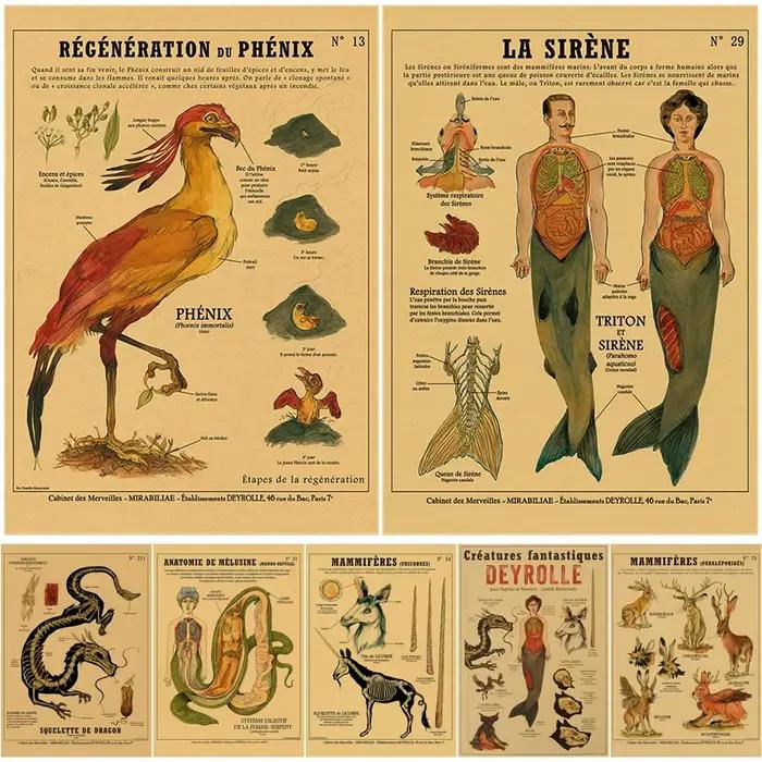 Affiche d'anatomie de sirène