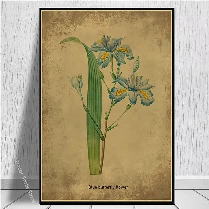 Affiche Botanique Vintage avec Herbes et Plantes