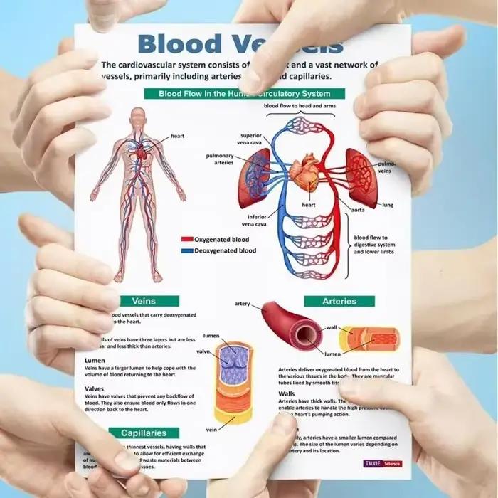 Affiche d'anatomie humaine