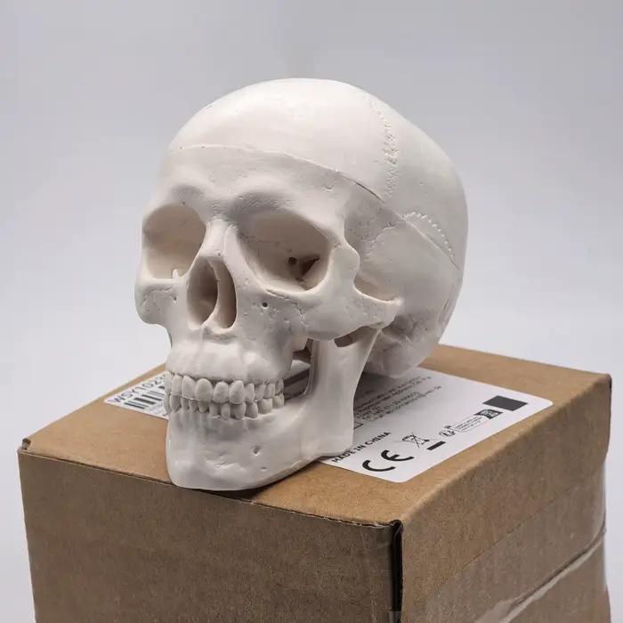 Modèle de crâne humain de table-tête d'étude anatomique pour l'enseignement médical, démonstration d'anatomie 3D, fournitures pour étudiants dentaires, sciences