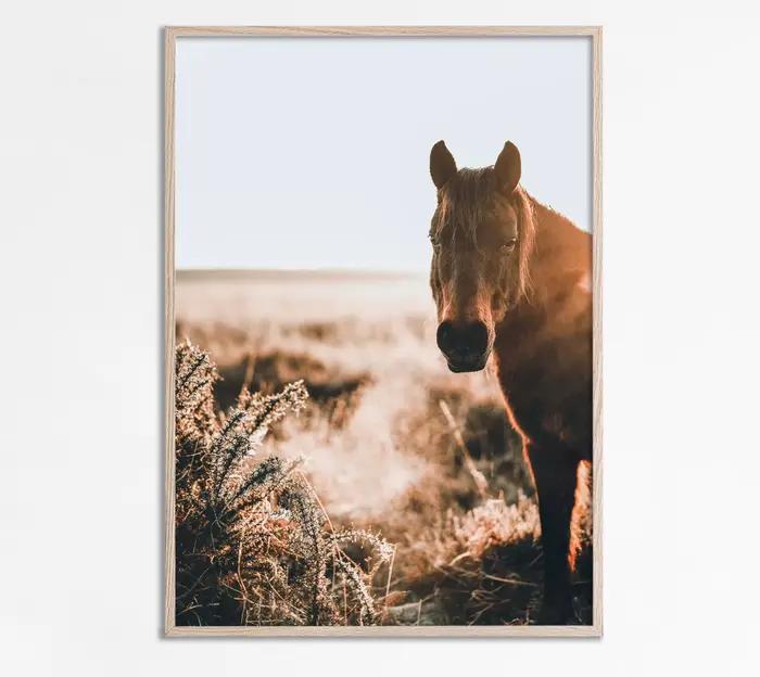 Art moderne Animal prairie cheval noir et blanc photo maison chambre décoration toile peinture Cuadros