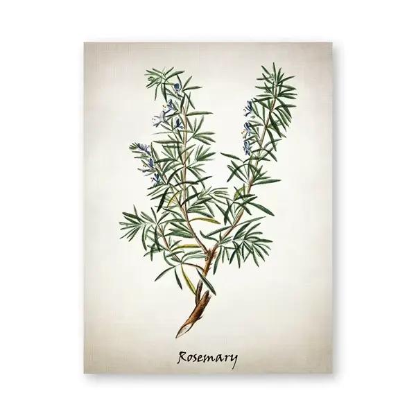 Affiches et impressions d'herbes culinaires vintage, peinture d'art sur toile d'herbes, décor d'imag