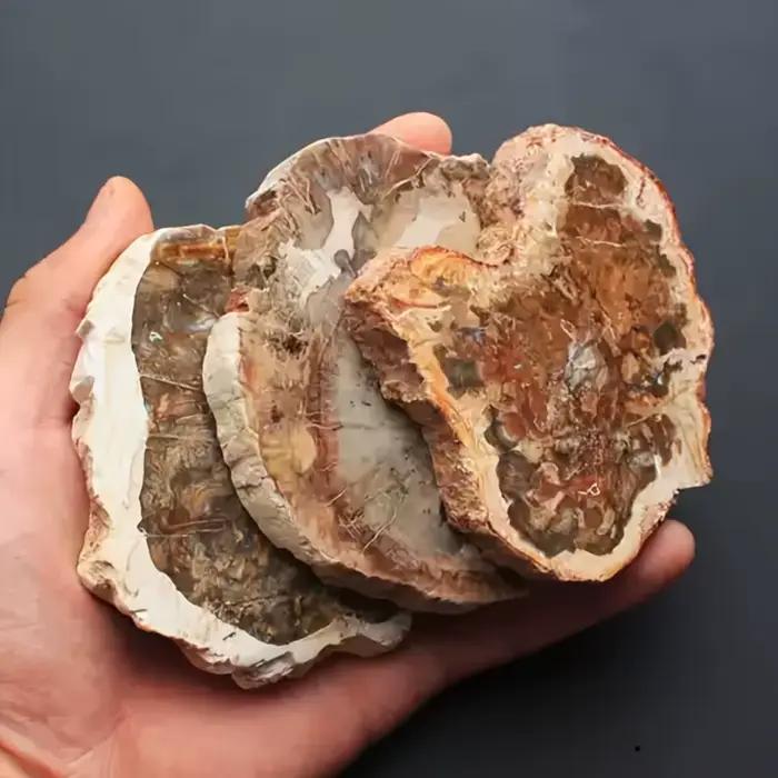 Tranche de bois pétrifié naturel avec motifs d'anneaux d'arbre pour la décoration intérieure, l'éner
