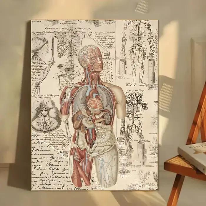 Affiche médicale d'anatomie humaine, autocollant mural imperméable HD, décoration de salon, cadeau
