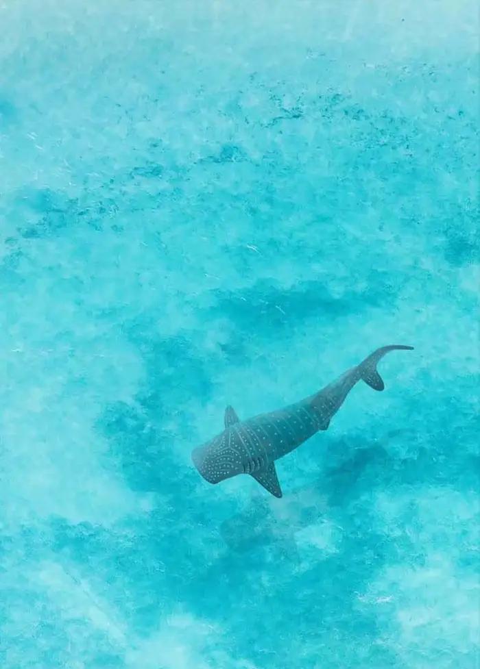 Aquarelle bleue océan organisme marin baleine requin Manta rayons affiche mer plage Surf toile peint
