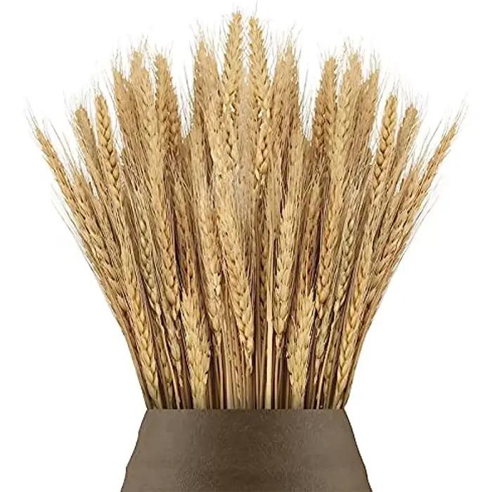 Pointes de blé séchées naturelles pour la décoration, bouquet de fleurs, décoration de table de mais