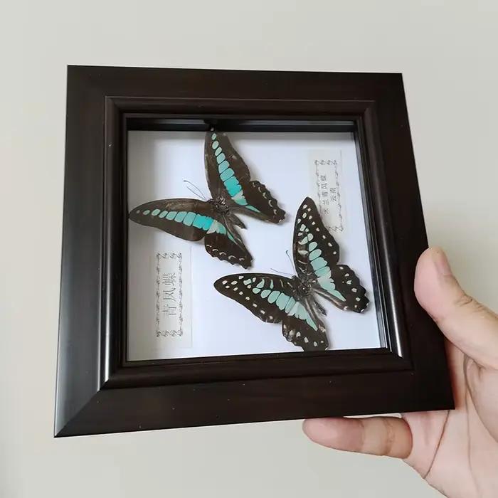 Véritable papillon encadré à la main deux papillons spécimen dans la boîte d'ombre Collection Unique