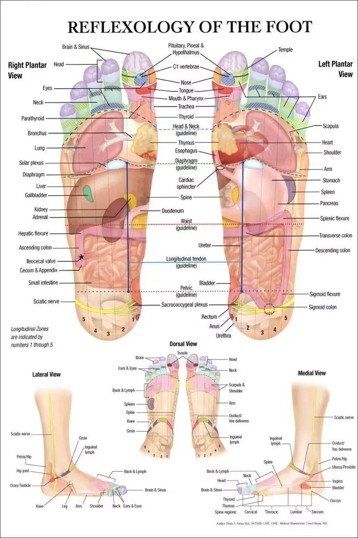 Massage de réflexologie des pieds, diagramme d'acupuncture, anatomie, art, toile, peinture, affiche