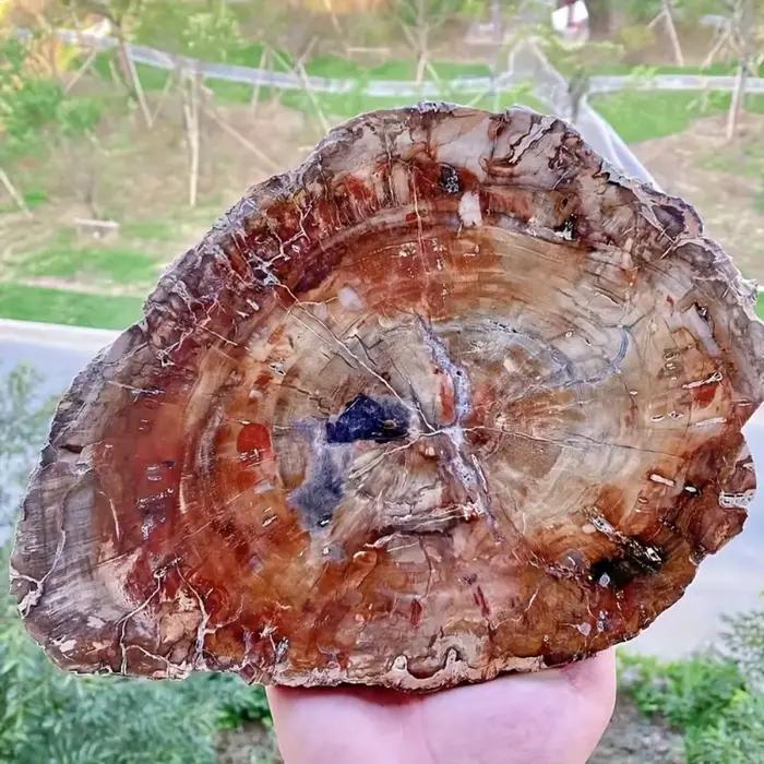 Tranche de bois pétrifié naturel avec motifs d'anneaux d'arbre pour la décoration intérieure, l'éner