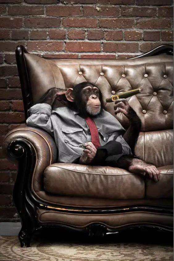 Peinture sur toile de singes qui fument, art animal de dessin animé, affiches d'art murales, impress