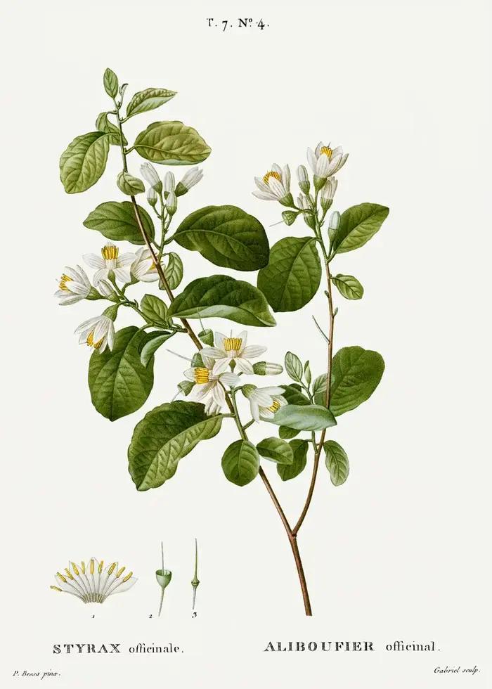 Vintage Botanical Studies Canvas Painting, French Plant Icidal Strations, Botany Wall Art, HD Manage