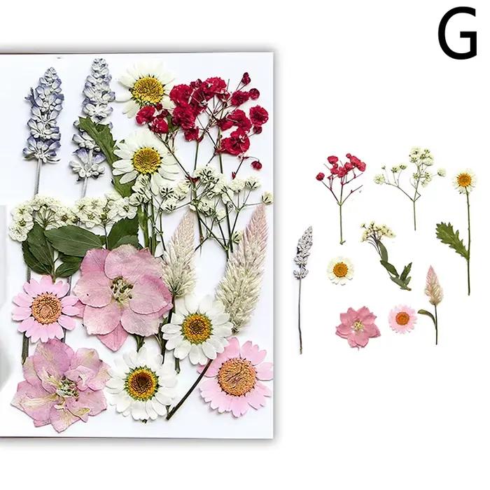 Fleurs séchées véritable plante naturelle pressée fleur pour résine époxy remplissage bricolage Nail