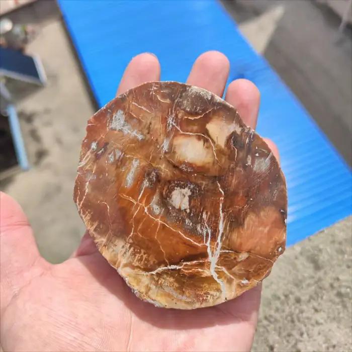 Tranche de bois pétrifié naturel avec motifs d'anneaux d'arbre pour la décoration intérieure, l'éner