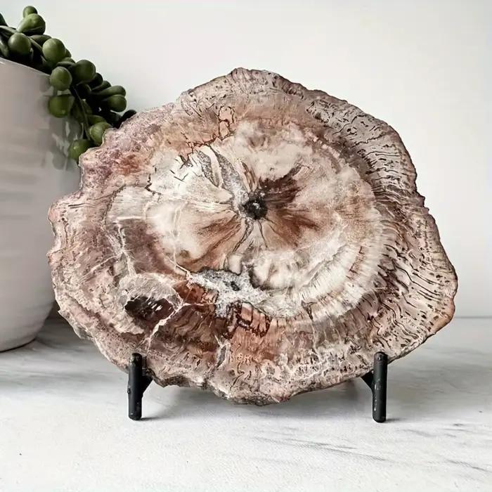 Tranche de bois pétrifié naturel avec motifs d'anneaux d'arbre pour la décoration intérieure, l'éner