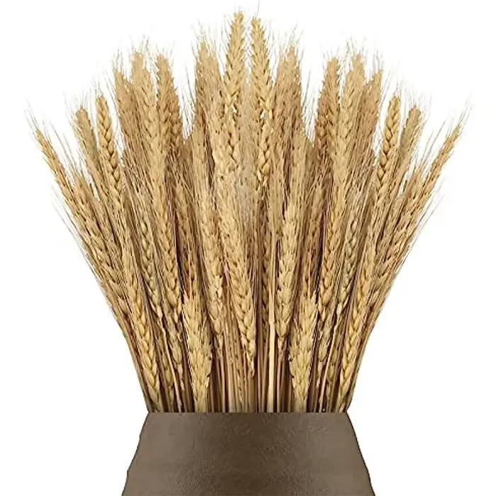 Pointes de blé séchées naturelles pour la décoration