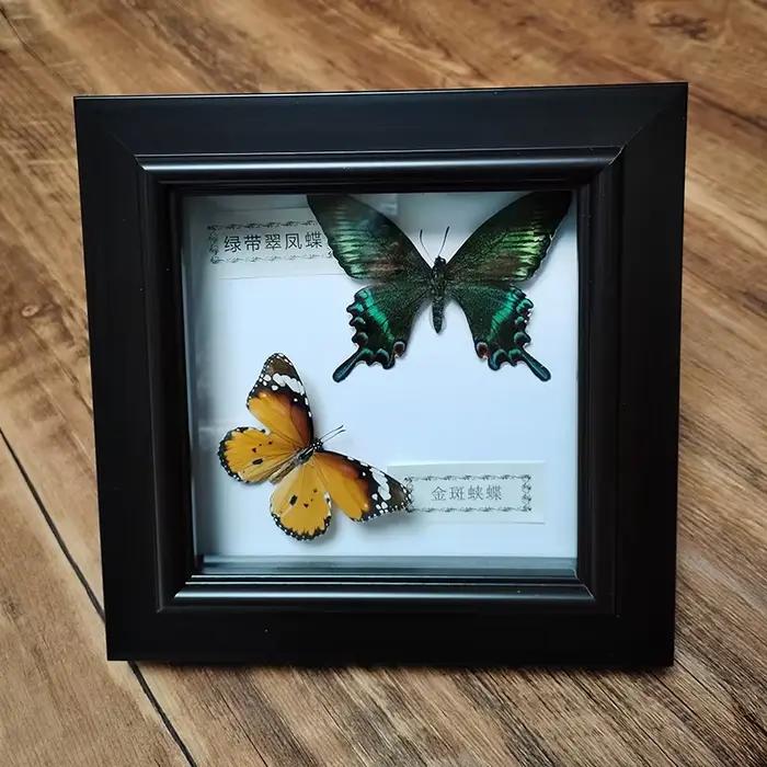 Véritable papillon encadré à la main deux papillons spécimen dans la boîte d'ombre Collection Unique taxidermie objets