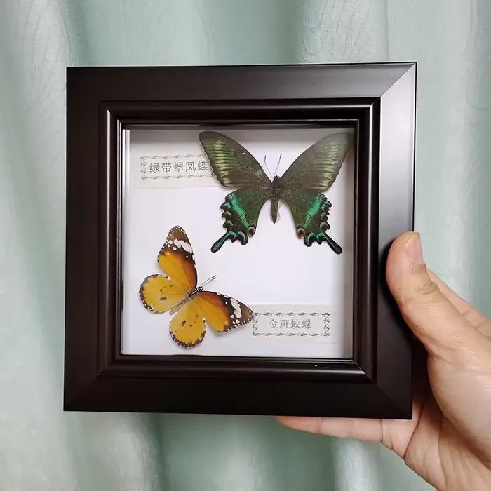Véritable papillon encadré à la main deux papillons spécimen dans la boîte d'ombre Collection Unique taxidermie objets
