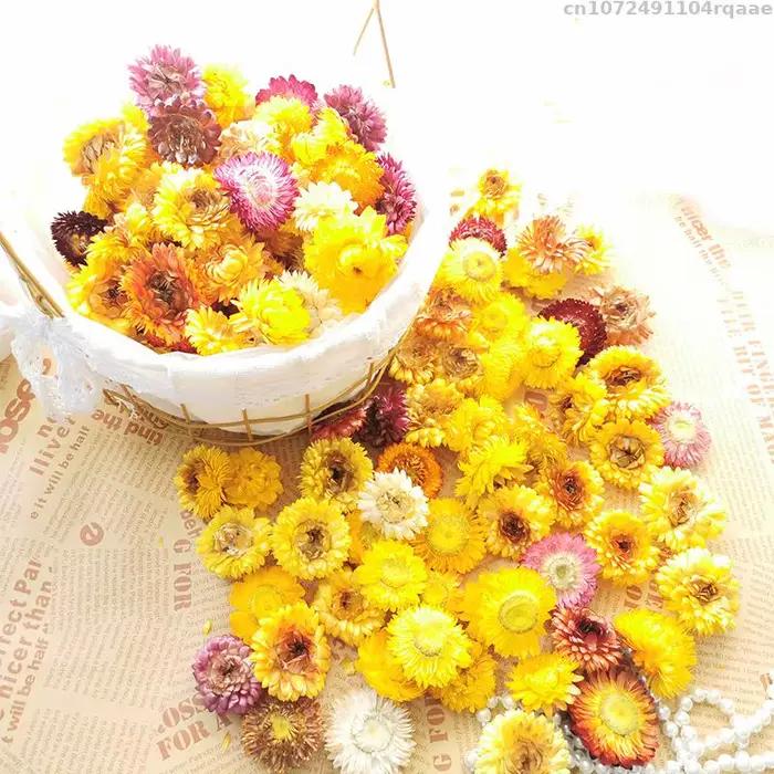 Têtes de fleurs séchées naturelles (tournesol