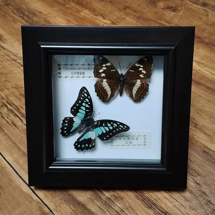Véritable papillon encadré à la main deux papillons spécimen dans la boîte d'ombre Collection Unique taxidermie objets