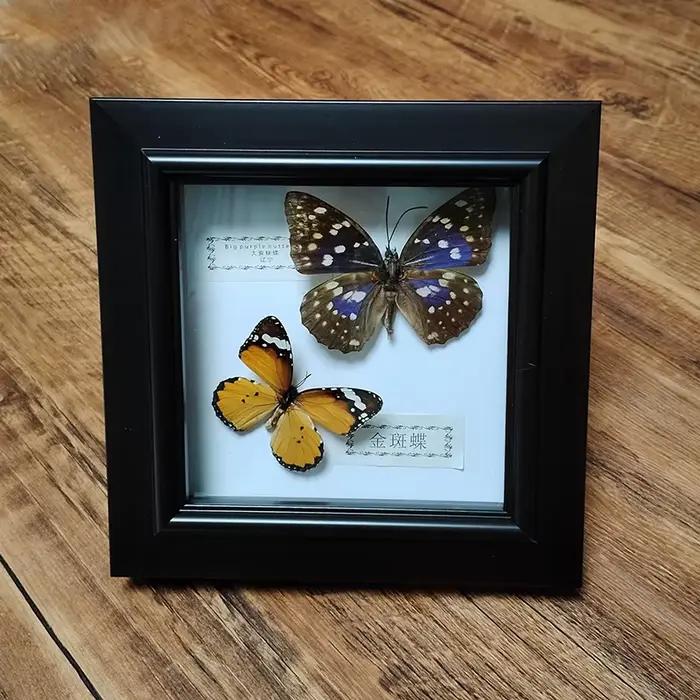Véritable papillon encadré à la main deux papillons spécimen dans la boîte d'ombre Collection Unique taxidermie objets