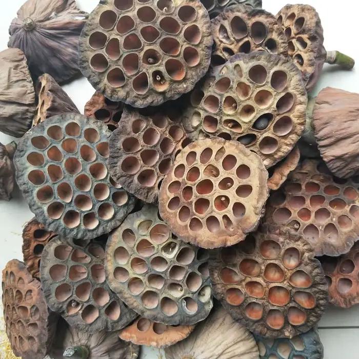 Fleurs d'Annie Naturelles vaccées pour Décoration de Bureau