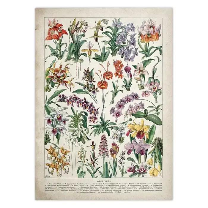 Affiche botanique dos pour chambres plus lentes Champignons