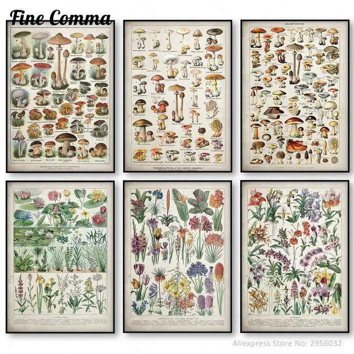 Affiche botanique dos pour chambres plus lentes Champignons