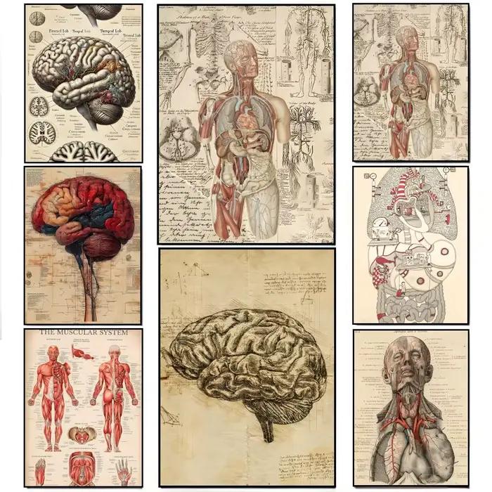 Affiche médicale d'anatomie humaine